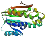 Quinoid Dihydropteridine Reductase (QDPR)