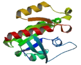 RAB30, Member RAS Oncogene Family (RAB30)