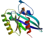 RAB31, Member RAS Oncogene Family (RAB31)