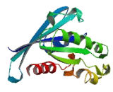 RAB39B, Member RAS Oncogene Family (RAB39B)