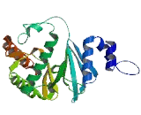 RIO Kinase 1 (RIOK1)