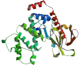 Radixin (RDX)