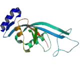 Ras Association Domain Containing Protein 1 (RASSF1)