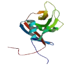 Cluster Of Differentiation 23 (CD23)