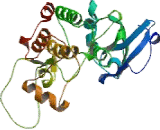 Receptor Interacting Serine Threonine Kinase 1 (RIPK1)