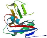 Regenerating Islet Derived Protein 3 Beta (REG3b)