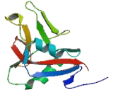 Regenerating Islet Derived Protein 3 Gamma (REG3g)