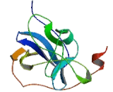 Probable ATP-dependent RNA Helicase DDX58 (DDX58)