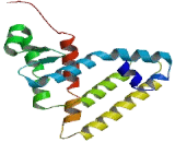 Retinoid X Receptor Gamma (RXRg)