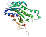 Retinol Dehydrogenase 3 (RDH3)