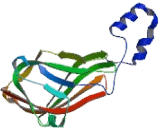 Rho GDP Dissociation Inhibitor Beta (ARHGDIb)