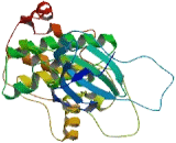 Ribosomal Protein S6 Kinase Alpha 1 (RPS6Ka1)