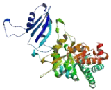 Ribulose-1,5-Bisphosphate Carboxylase/Oxygenase (RuBisCO)