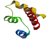 S100 Calcium Binding Protein A5 (S100A5)