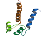 S100 Calcium Binding Protein P (S100P)