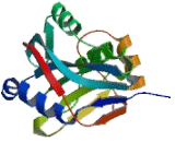 STAM Binding Protein (STAMBP)