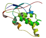 Secreted Frizzled Related Protein 4 (SFRP4)