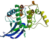 Serine/Threonine Kinase 11 (STK11)