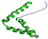 Sex Determining Region Y Box Protein 18 (SOX18)