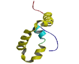 Sex Determining Region Y Box Protein 9 (SOX9)