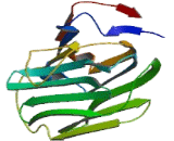 Sex Hormone Binding Globulin (SHBG)