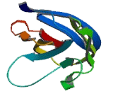 Sialic Acid Binding Ig Like Lectin 7 (SIGLEC7)