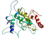 Sideroflexin 1 (SFXN1)