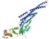 Signal Transducer And Activator Of Transcription 5B (STAT5B)