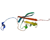 Small Ubiquitin Related Modifier Protein 1 (SUMO1)