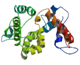 Sodium Channel Voltage Gated Type I Alpha (SCN1a)
