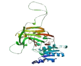 Sphingosine Kinase 1 (SPHK1)