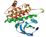 Spleen Tyrosine Kinase (SYK)