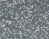 Splenic Mononuclear Cells (SpMC)