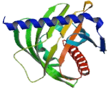 Steroidogenic Acute Regulatory Protein (STAR)