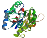 Sucrose Phosphate Synthase (SPS)