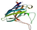 Superoxide Dismutase 1 (SOD1)