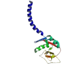 Surfactant Associated Protein D (SPD)