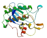 TANK Binding Kinase 1 (TBK1)