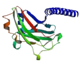 TNF Receptor Associated Factor 5 (TRAF5)