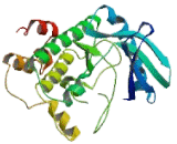 TTK Protein Kinase (TTK)