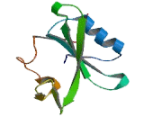 TXK Tyrosine Kinase (TXK)