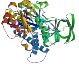 Thioredoxin Reductase 1 (TXNRD1)