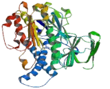 Thioredoxin Reductase 2 (TrxR2)