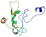 Thioredoxin Reductase 3 Intronic Transcript 1 (TXNRD3IT1)