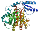 Carboxypeptidase B2 (CPB2)