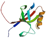 Tight Junction Protein 2 (TJP2)