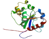 Toll Like Receptor 1 (TLR1)