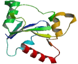 Toll Like Receptor 7 (TLR7)