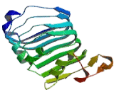 Toll Like Receptor 9 (TLR9)