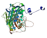 Topoisomerase II Beta (TOP2b)